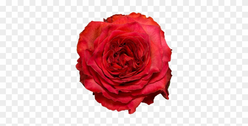 Floribunda #1090168
