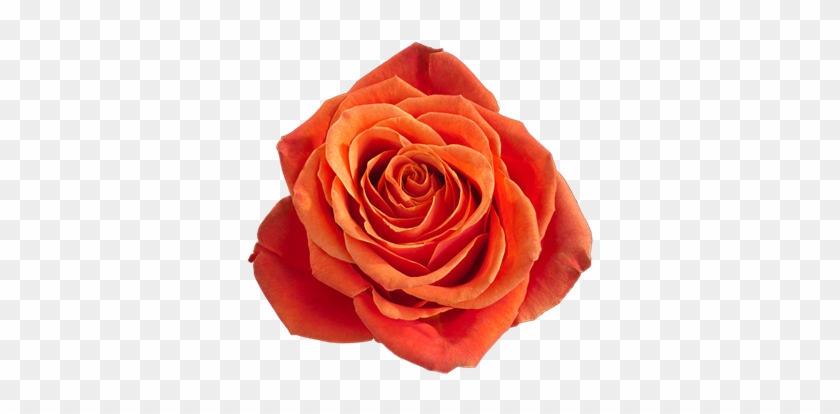 Garden Roses #1090228