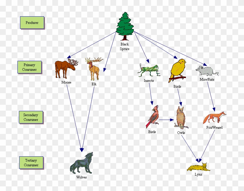 Taiga Biome Animal Food Web #1091635