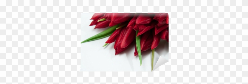Tulip #1093497