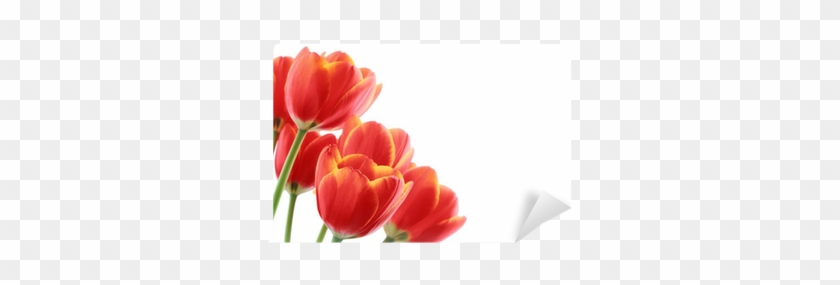 Tulip #1093506