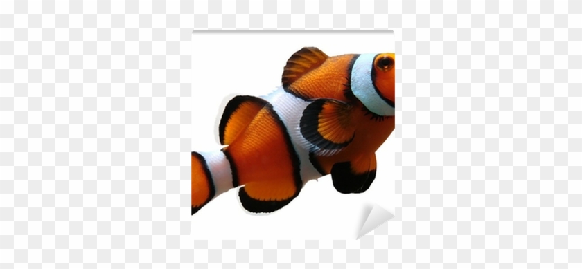 What's A Fish? #1095103