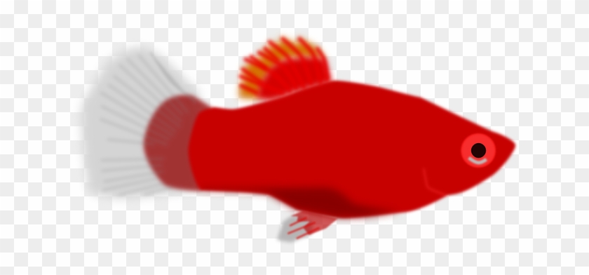 Red, Small, Cartoon, Little, Fish, Animal, Aquarium - Red Fish Clip Art #1096024