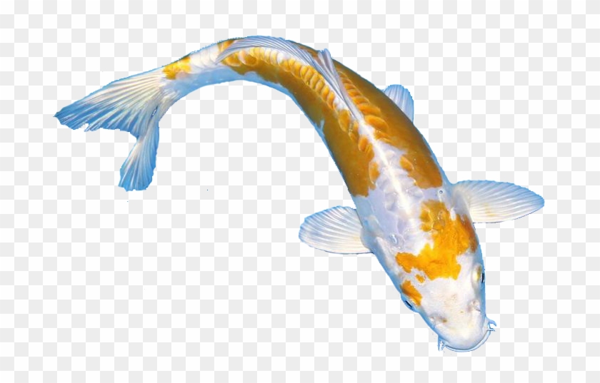 Jual Ikan Koi - Koi #1096502