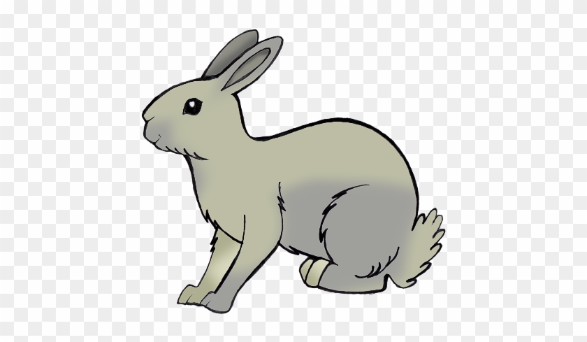 Rabbit - Domestic Rabbit #1096844