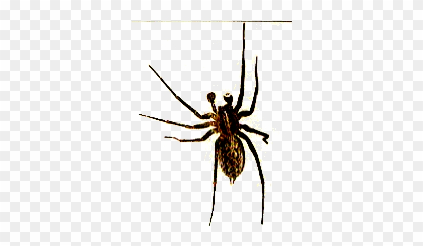 Best Images Of Halloween Spiders File Fred C Spider - Spider With No Background #1099080