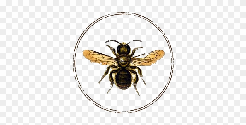 Transparent Bee By Hexx - Vintage Honey Bee Illustration #1103427