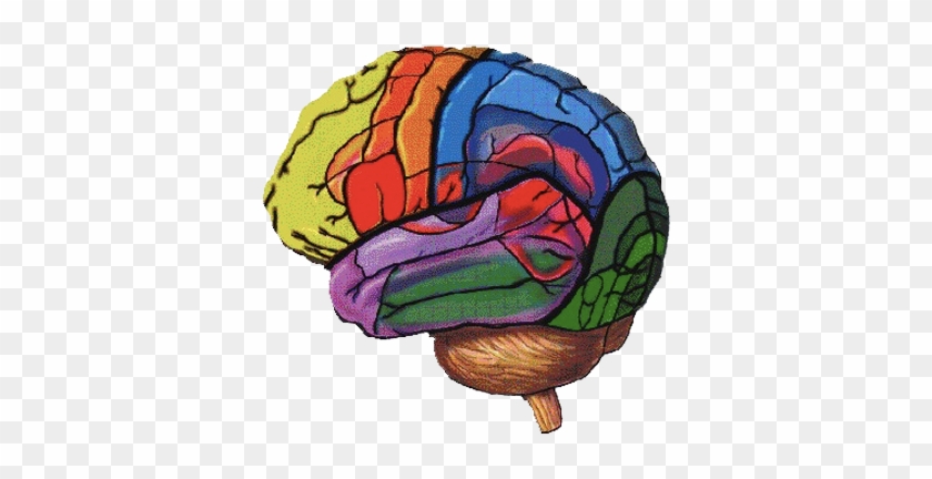 5 Things Every Educator Should Know About Cognitive - Brain #1105513