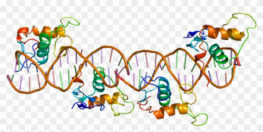 Rxr Retinoid X Receptor Gamma #1107616