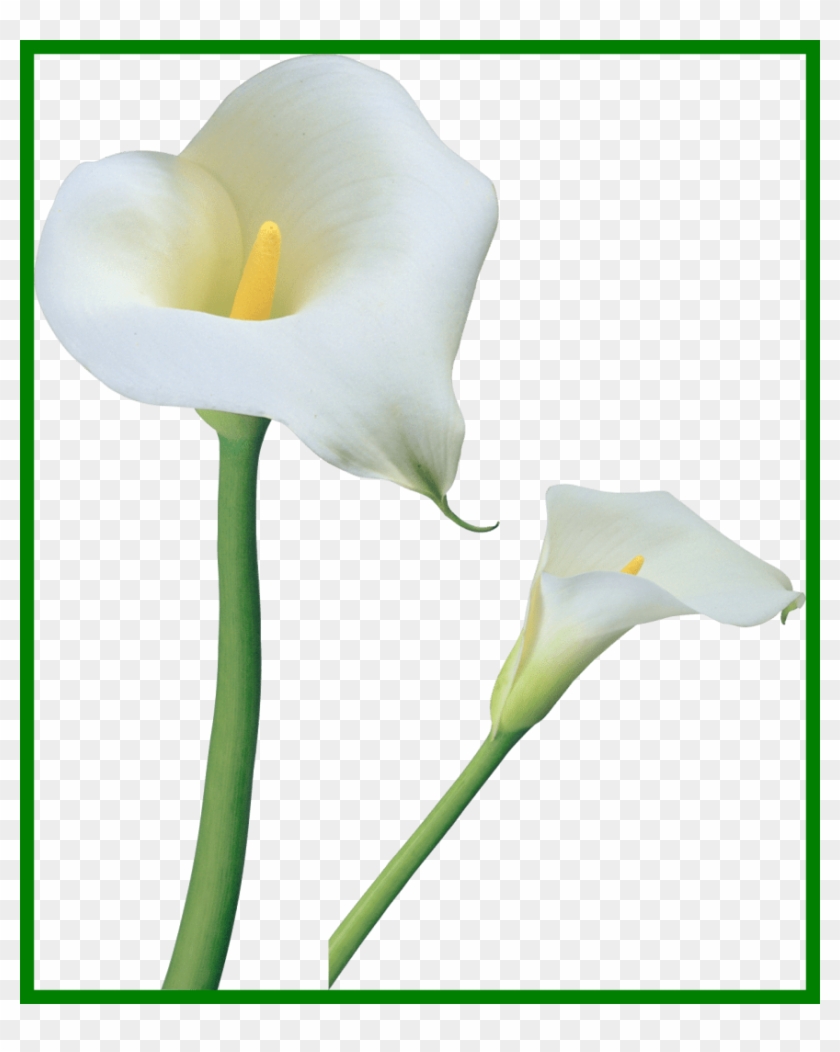 Baby's Breath Flower Babys Breath Flower Transparent - Calla Lily Transparent Png #1108055