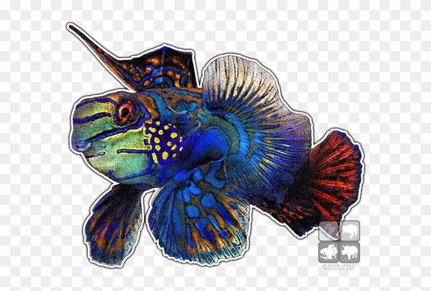 Mandarinfish Decal - Mandarinfish #1115569