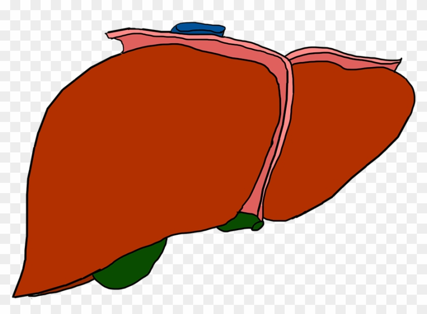 Liver #1115579