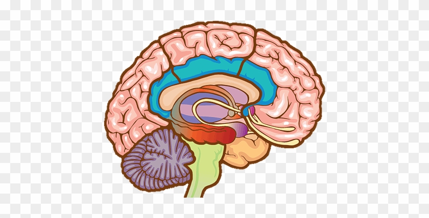 Brain #1116125