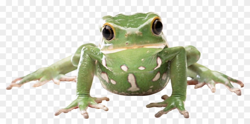 Waxy Monkey Tree Frog #1116458