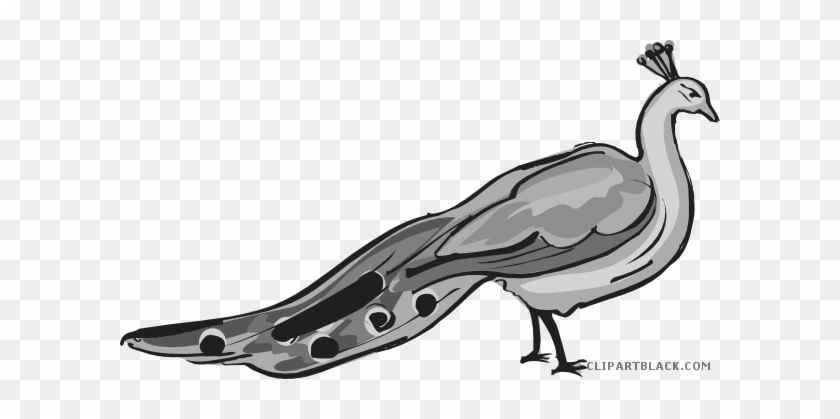 Peacock Animal Free Black White Clipart Images Clipartblack - Peafowl #1117790