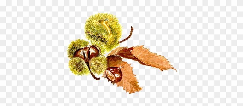 Tubes Fruits - Automne Dessin #1117933