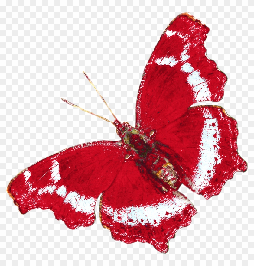 Дневник - Lycaenid #1120499
