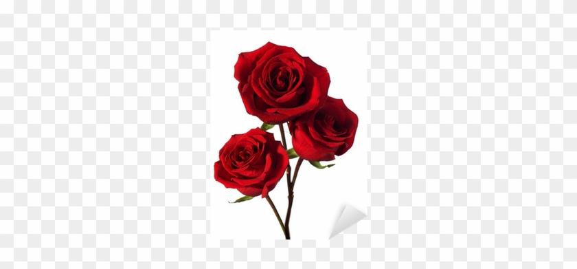 Three Dark Red Roses With Water Drops Isolated On White - Dark Red Roses #1120526