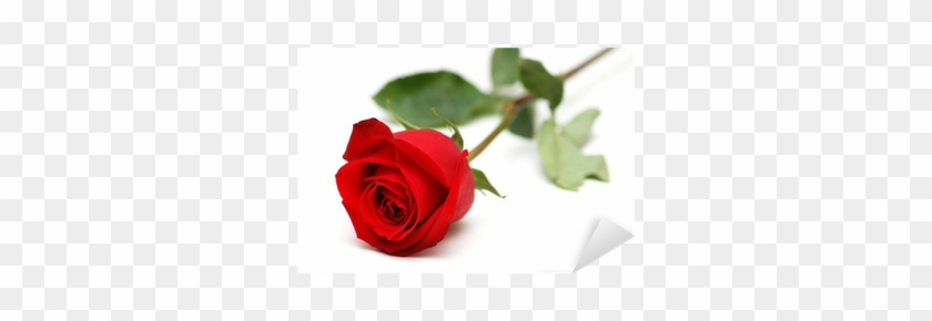 Red Rose Isolated On The White Background Sticker • - Red Rose White Background #1120529