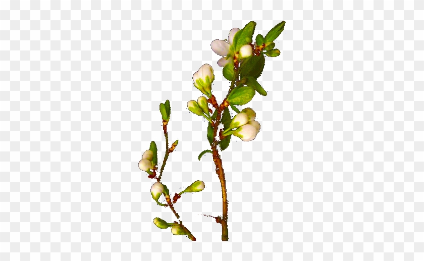 Flowers Blooming Gif Flower Blooming Gif Transparent - Blooming Flowers Gif Transparent #1120626