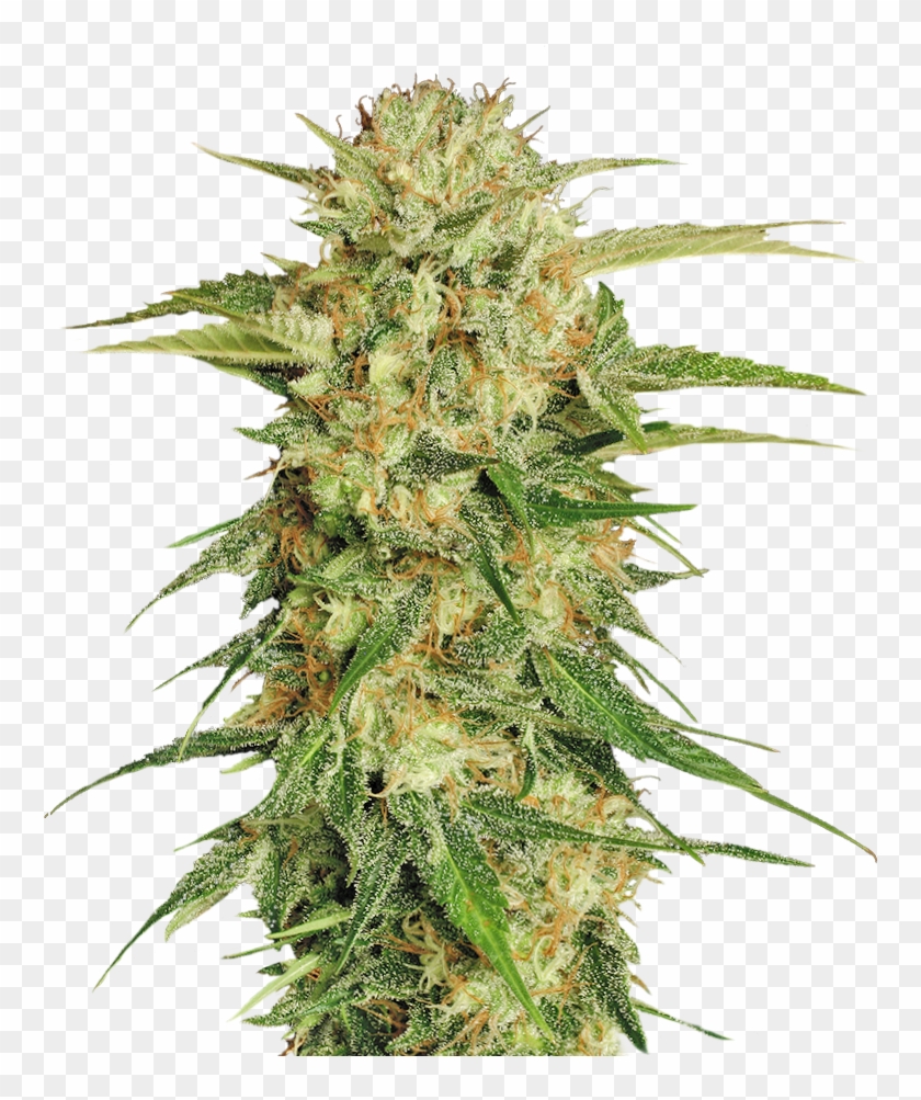 Free Marijuana Png #1122035