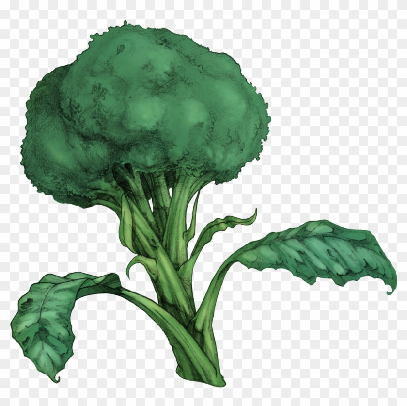 Brocoli - Brocoli #1122206
