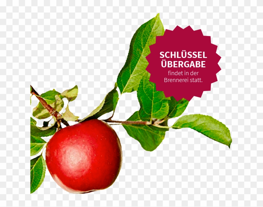 Schlüsselübergabe In Der Brennerei - Obstsorten - Atlas: Kernobst, Steinobst, Beerenobst, #1122275