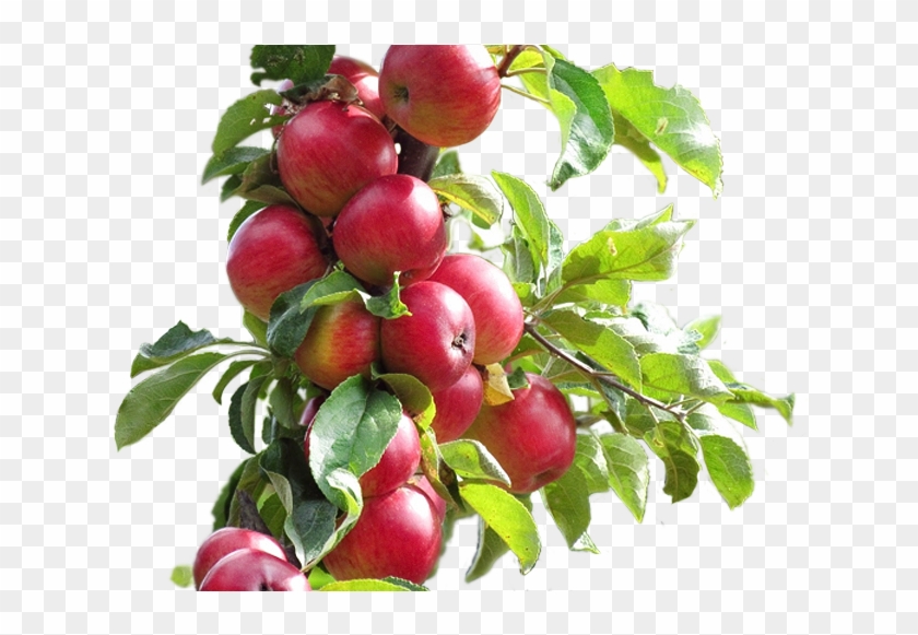 Плодово-ягодные - Tree #1122285
