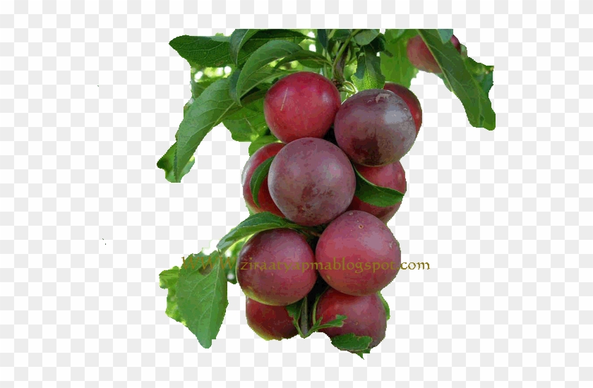 Eri̇k - Plum #1122305
