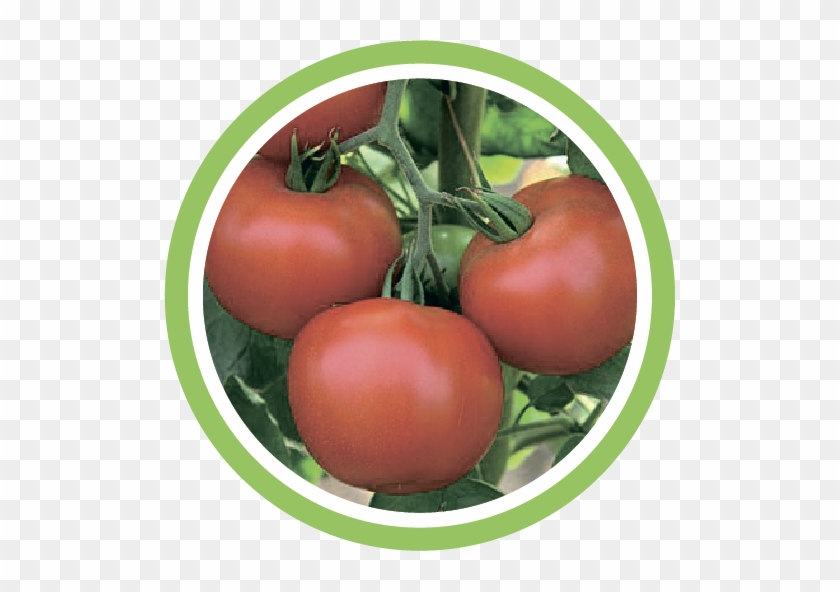 Помідор - 50 Seeds - Rare Seeds Red Tomato Flora Organic Russian #1122320