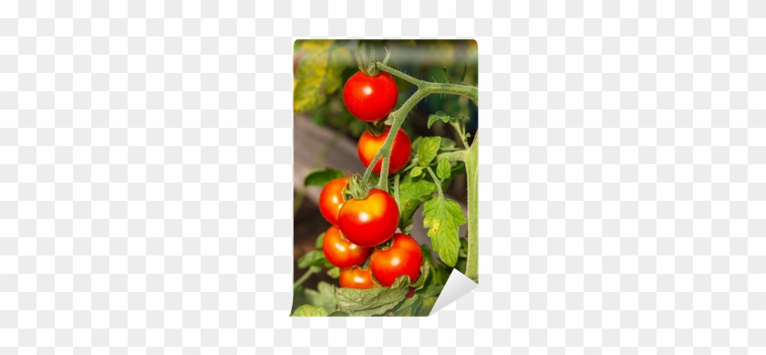 Tomato #1122349