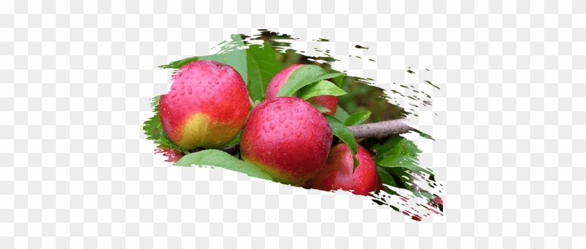 油桃 - Peanut Butter Fruit #1122402