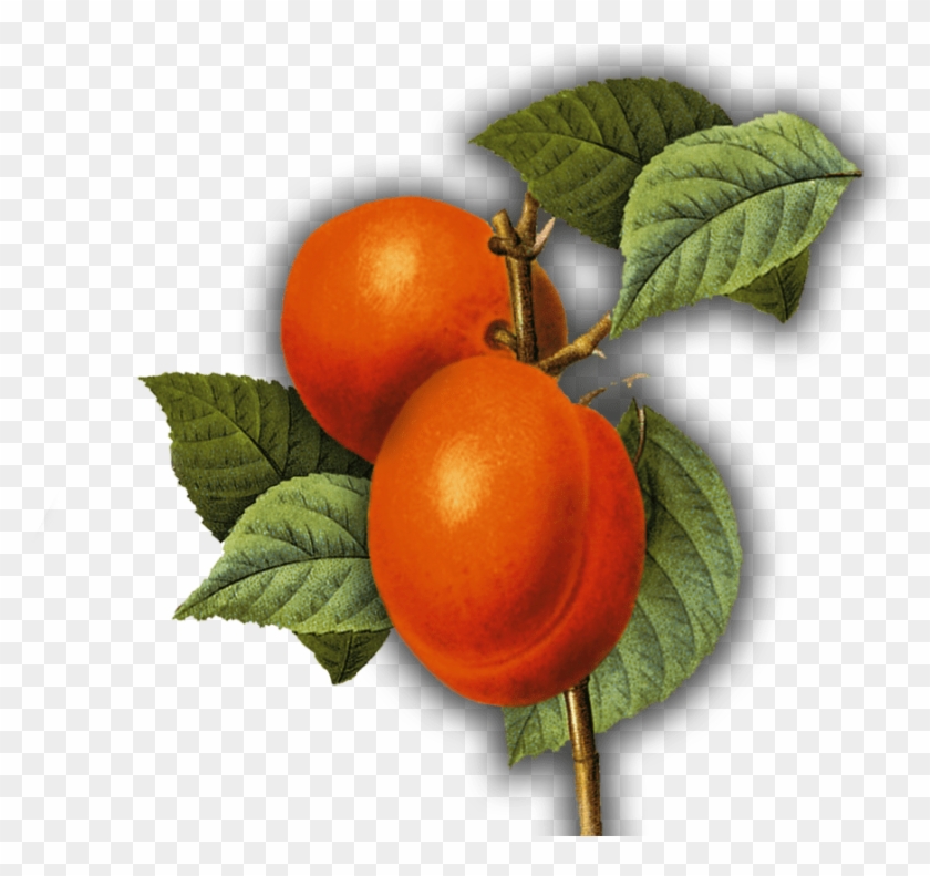 Genuss-tipp - Art Print: Ophelia & Co.'s Summer Fruit 3, 33x33cm. #1122416
