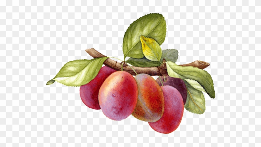 Plums - Ceylon Gooseberry #1122426