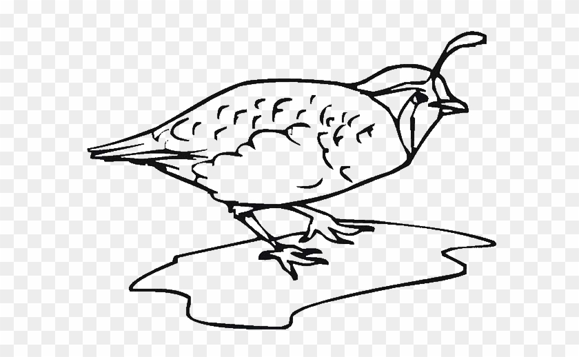 Index Of Wp Content Uploads 2014 - Coloring Page Quail #1122684