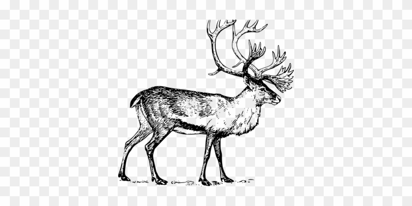 Large Walking Animal Antlers Caribou Anima - Caribou Drawing #1123310