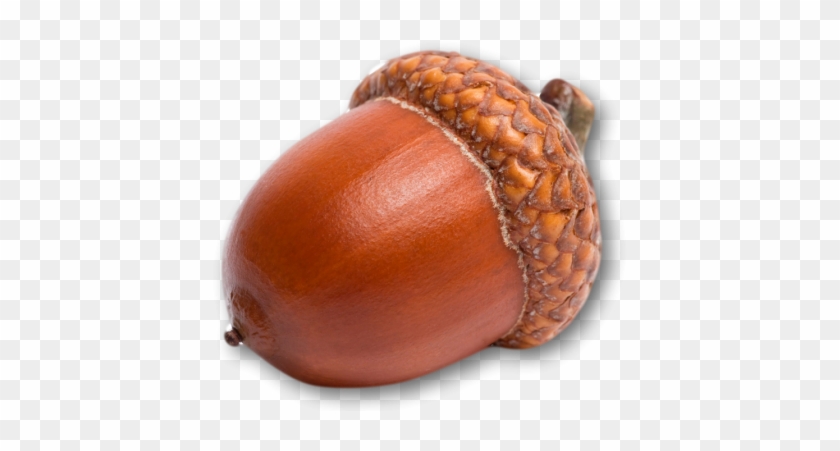 The Acorn - Acorn Fruit #1124112