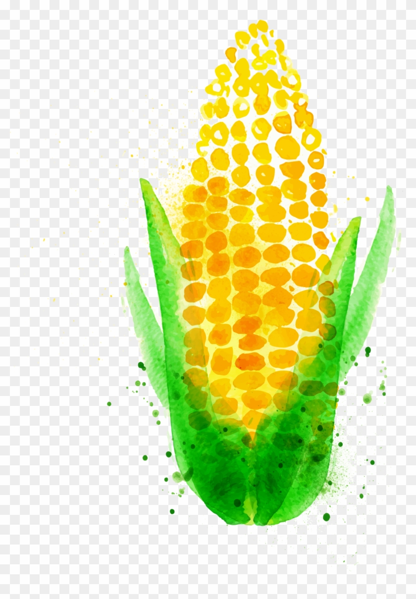 Chili Con Carne Watercolor Painting Maize Vegetable - Corn Watercolor #1126004