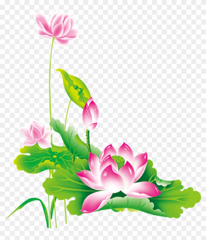 Nelumbo Nucifera Chinese New Year Pink - รูป ดอกบัว Png #1126533