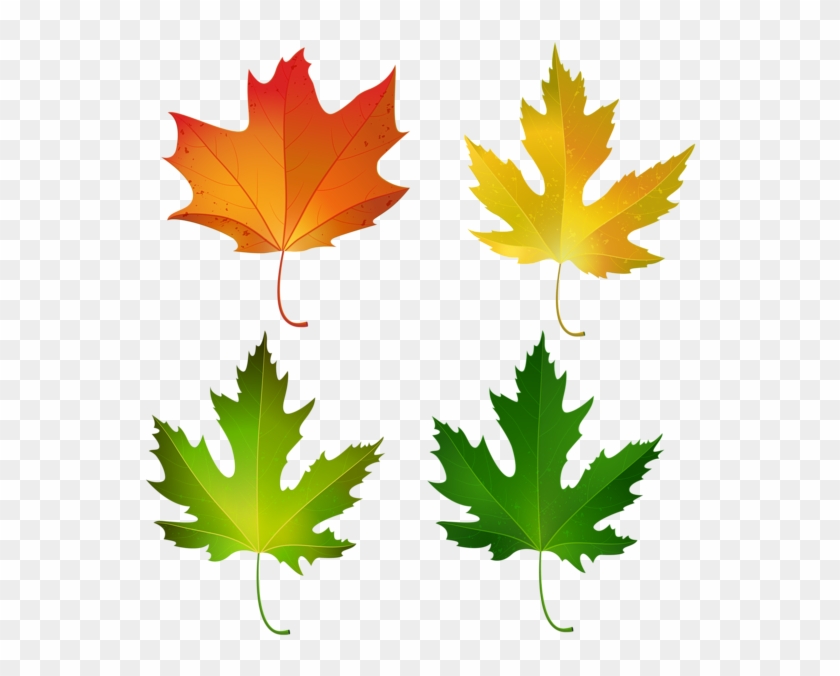 Fall Maple Leaves Set Png Decorative Clipart Image - Sugar Maple Leaf Color #1127198