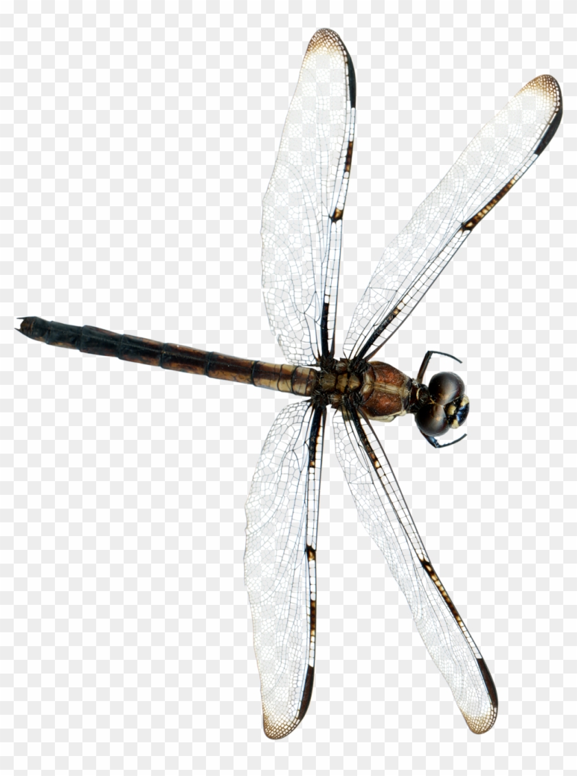 Insects Dragonflies - Стрекоза Png #1134330