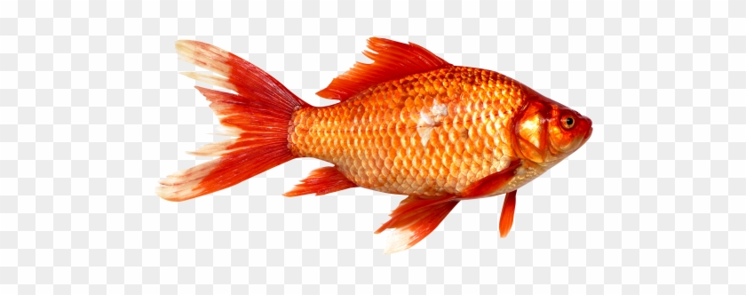 Download Fish Png Image - Fish Png #1136757