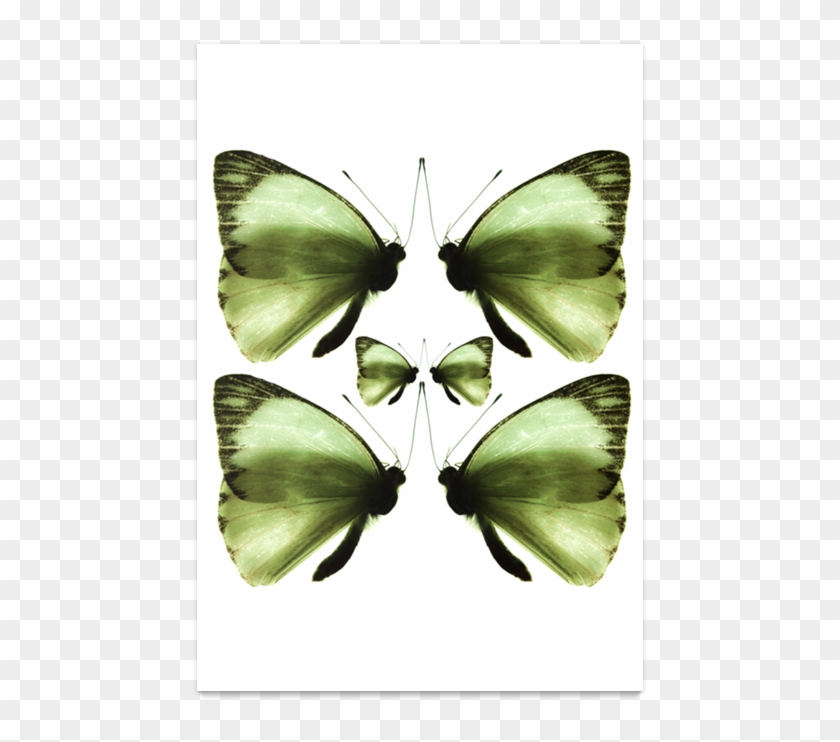 Poster Borboleta De Claudia Araujona - Large White #1139647