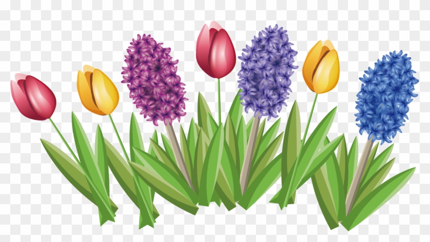 Tulip Hyacinthus Orientalis Flower - Hyacinth #1139719