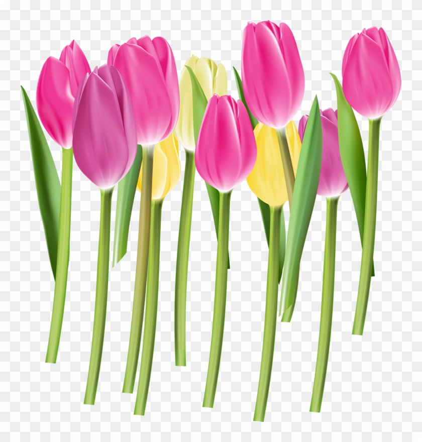 Publicat De Eu Ciresica La - Png Tulipán #1139764