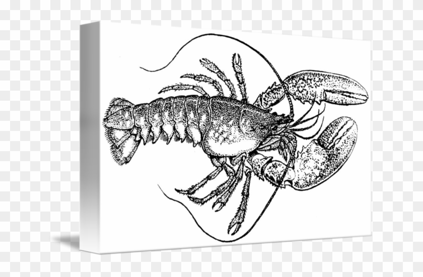 Vintage Lobster Illustration Note Cards #1140000