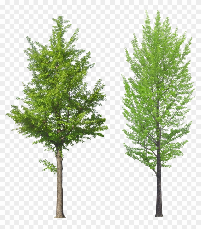 , Type Format, Birch, Forest - Ginkgo Biloba Tree Png #1141366