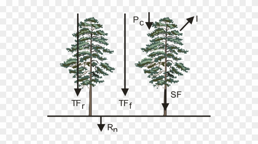 Partitioning Of Water In A Forest Stand, Acc - Valmieras Pārgaujas Sākumskola #1141397