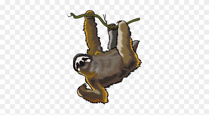 Look At That Sassy Face - Rainforest Animals No Background #1142145
