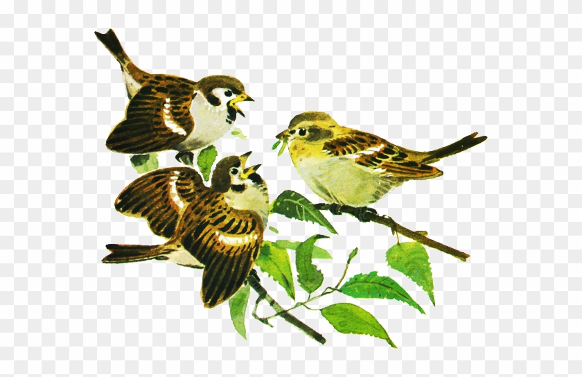Птицы Под Нашим Окном - Sparrow #1143558
